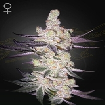 Razuberi (Green House Seeds) Cannabis Seeds