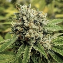 Camarosa Regular (Crockett Family Farm) Cannabis Seeds