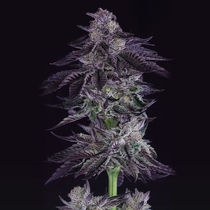Grape X Regular (Crockett Family Farms) Cannabis Seeds