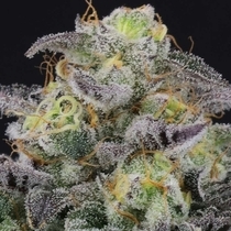Icee Melt Regular (Crockett Family Farms) Cannabis Seeds