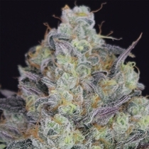 LA Juice Regular (Crockett Family Farms) Cannabis Seeds