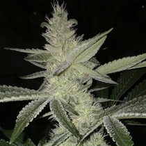 Strawberry Daze Regular (Crockett Family Farms) Cannabis Seeds