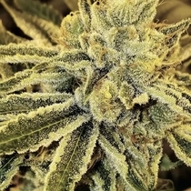 Strawnana Juice Regular (Crockett Family Farms) Cannabis Seeds