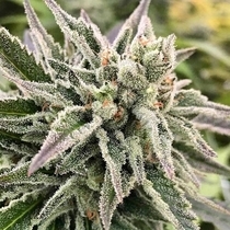 AutoGuav Auto (Crockett Family Farms) Cannabis Seeds