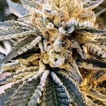 Fuel Truck Auto (Crockett Family Farms) Cannabis Seeds