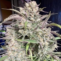 Strawnana Auto  (Crockett Family Farms) Cannabis Seeds