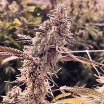 Animorph Mints Feminized(Compound Genetics Seeds) Cannabis Seeds