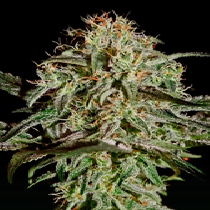 A.M.S (Green House Seeds) Cannabis Seeds