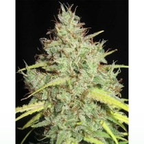 Darkside Cheese Regular (Ultra Genetics Seeds) Cannabis Seeds