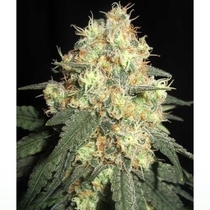 Tits Mc'Gee Regular (Ultra Genetics Seeds) Cannabis Seeds