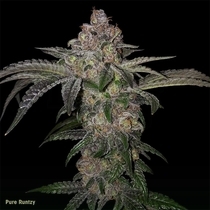 Pure Runtzy (TH Seeds) Cannabis Seeds