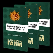 Purple Punch x Lemon Drizzle (Barneys Farm Seeds) Cannabis Seeds