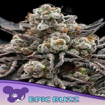 Epic Buzz(Anesia Seeds) Cannabis Seeds