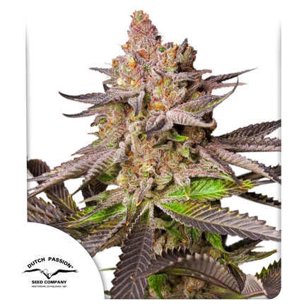 Melonade Runtz (Dutch Passion Seeds) Cannabis Seeds