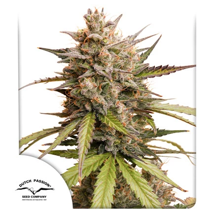 Melonade Runtz Auto (Dutch Passion Seeds) Cannabis Seeds