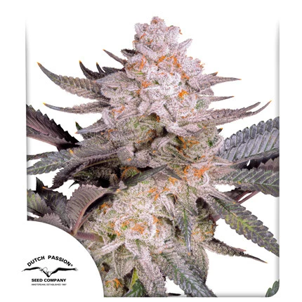 Orange Bud 2.0 (Dutch Passion Seeds) Cannabis Seeds