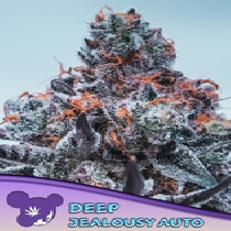 Deep Jealousy Auto (Anesia Seeds) Cannabis Seeds