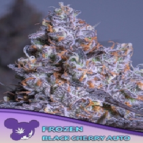 Frozen Black Cherry Auto (Anesia Seeds) Cannabis Seeds