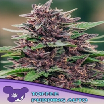 Toffee Pudding Auto (Anesia Seeds) Cannabis Seeds
