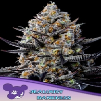 Jealousy Dankness (Anesia Seeds) Cannabis Seeds
