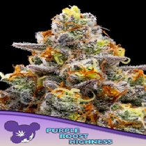 Purple Boost Highness (Anesia Seeds) Cannabis Seeds