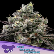 Red Banana Pudding (Anesia Seeds) Cannabis Seeds