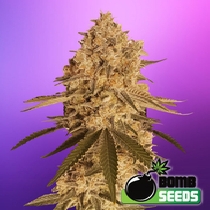 Baked Bomb (Bomb Seeds) Cannabis Seeds