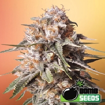 Baked Bomb Auto (Bomb Seeds) Cannabis Seeds