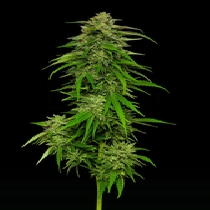 Mango Sherbet(Humboldt Seed Company) Cannabis Seeds