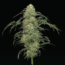 Freakshow feminised (Humboldt Seed Company) Cannabis Seeds