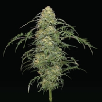 Freakshow (Humboldt Seed Company) Cannabis Seeds