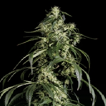 Arjan's Haze #1 (Green House Seeds) Cannabis Seeds