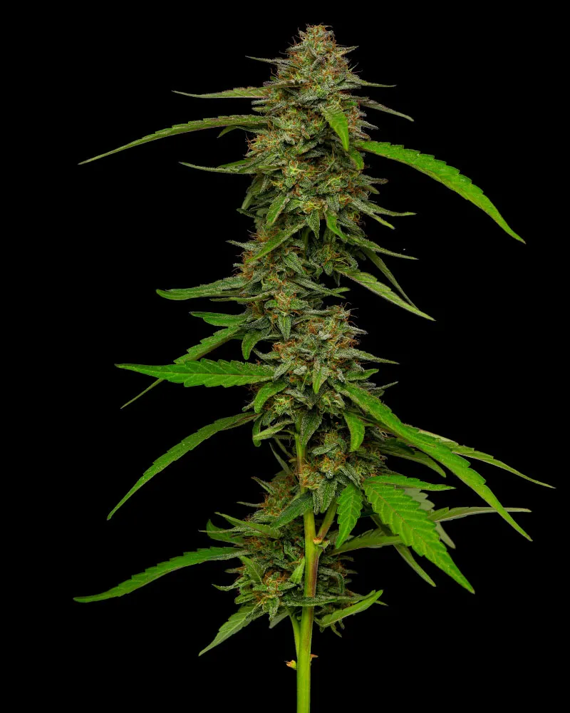 Strawberry Cheesecake (Humboldt Seed Company) Cannabis Seeds