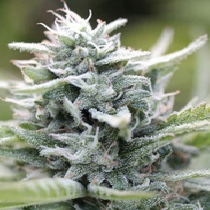 Magic Melon (Humboldt Seed Company) Cannabis Seeds