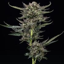 Notorious THC (Humboldt Seed Company) Cannabis Seeds