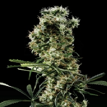 Mango Haze AKA Arjan's Haze #2 (Green House Seeds) Cannabis Seeds