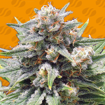 Cheese XXL (Original Sensible Seeds) Cannabis Seeds