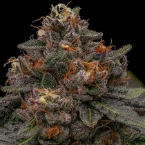Korenji(Ripper Seeds) Cannabis Seeds