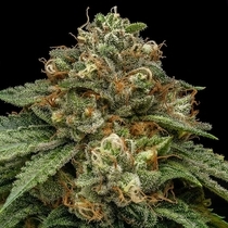Kroma (Ripper Seeds) Cannabis Seeds