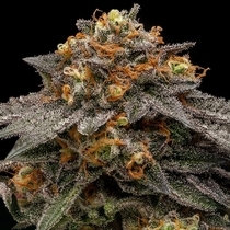 Shimo (Ripper Seeds) Cannabis Seeds