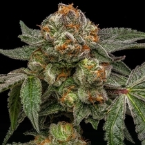 Zake (Ripper Seeds) Cannabis Seeds