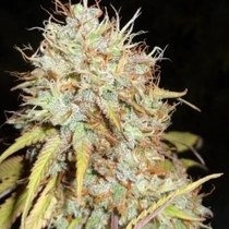 Amnesia Express Auto (Phoenix Seeds) Cannabis Seeds