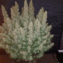 Big Yield Auto (Phoenix Seeds) Cannabis Seeds