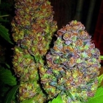Blueberry (Phoenix Seeds) Cannabis Seeds