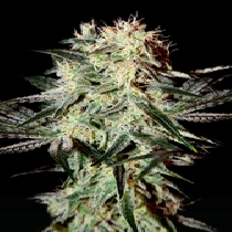 Arjan's Strawberry Haze (Green House Seeds) Cannabis Seeds