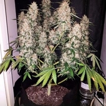 CBD Auto (Phoenix Seeds) Cannabis Seeds