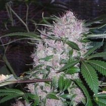 Northern Lights (Phoenix Seeds) Cannabis Seeds