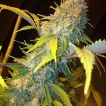 Northern Lights Express Auto (Phoenix Seeds) Cannabis Seeds