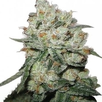 OG Kush (Phoenix Seeds) Cannabis Seeds