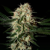 Arjan's Haze #3 (Green House Seeds) Cannabis Seeds